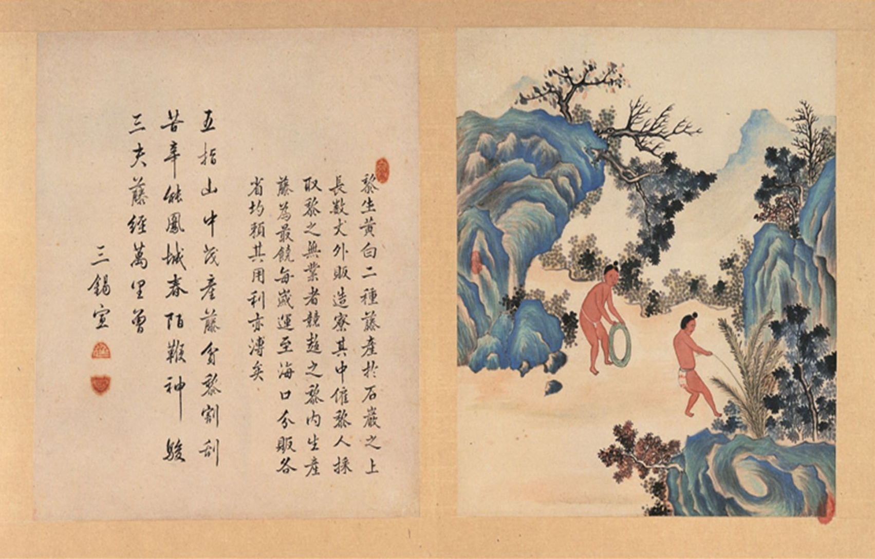 采藤